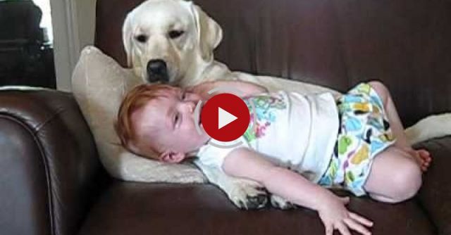 If You Like Cute Dog & Baby Stuff, You'll Love This....