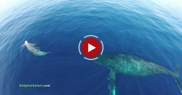 Drones Over Dolphin Stampede And Whales Off Dana Point And Maui