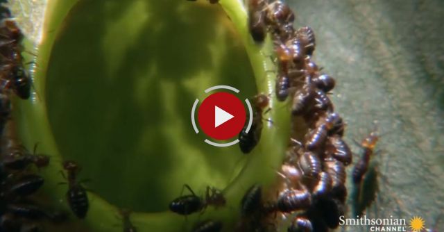 This Plant Feasts On More Than 6,000 Insects An Hour