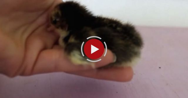 Newborn Baby Chick Just Wants To Be Held