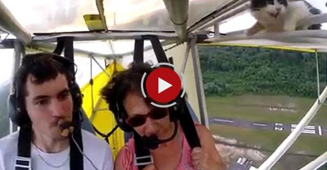 Remove Cat Before Flight