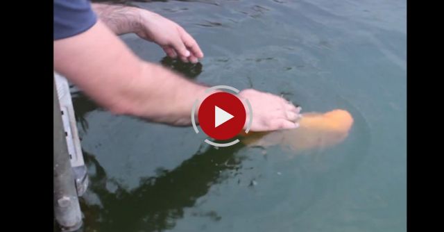 Fish Plays Fetch Like A Dog