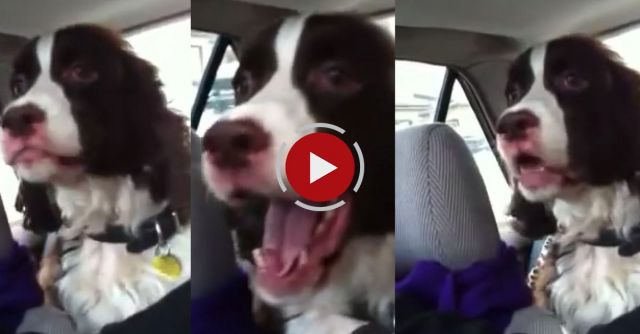 Springer Spaniel Sees A Squirrel & Goes Nuts!