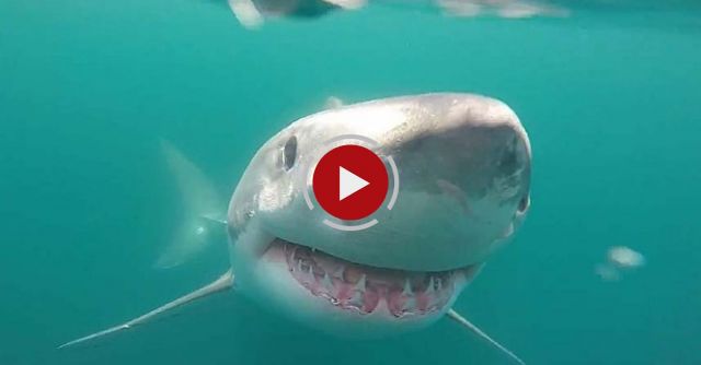 Huge Great White Shark Circles The Boat And Feeds On A Whale