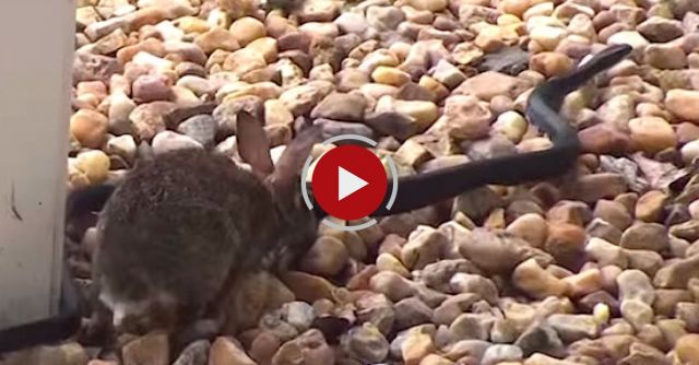 Snake And Rabbit Fight