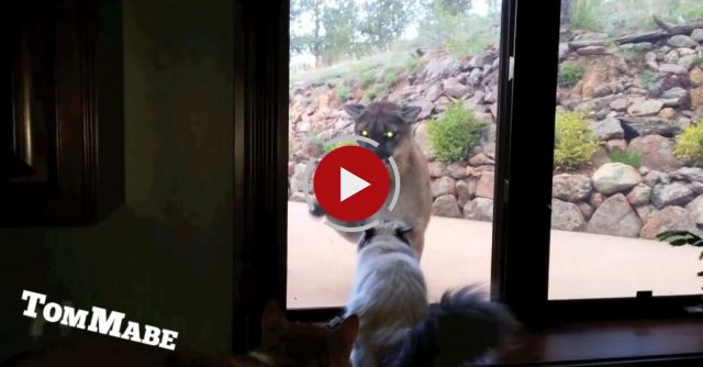 Brave Pet Cat Stands Up To Mountain Lion - Cute Cats VS Mountain Lion