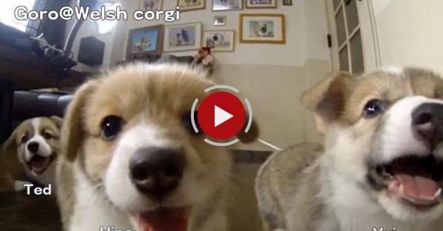 Vicious Corgi Attack