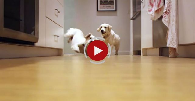 Pups Running For Dinner, Timelapse Style