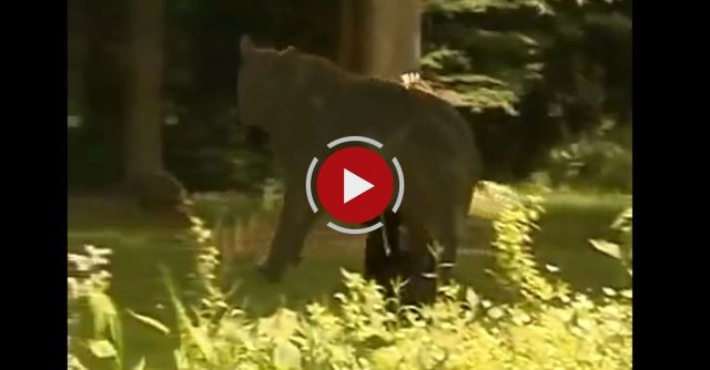 Amazing Bear Recreation!