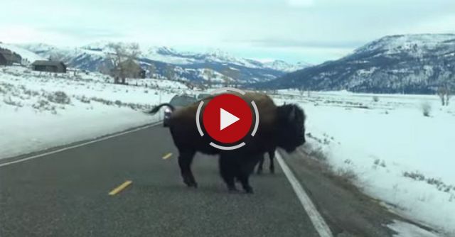 You Won’t Believe What These Buffalo Do!!!