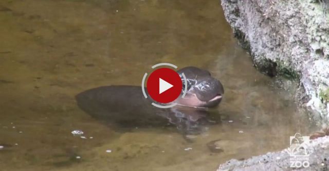 Pygmy Hippo Baby Makes A Splash