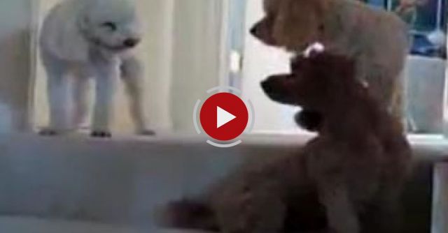 Which Is The Guilty Dog