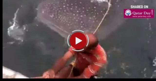 The Moment Two Absolute Idiots Attempted To SURF On A Whale Shark