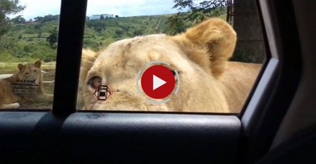 Lion Opens Car Door