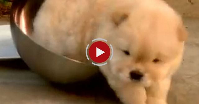 Chow Puppy Can't Get Out Of Bowl