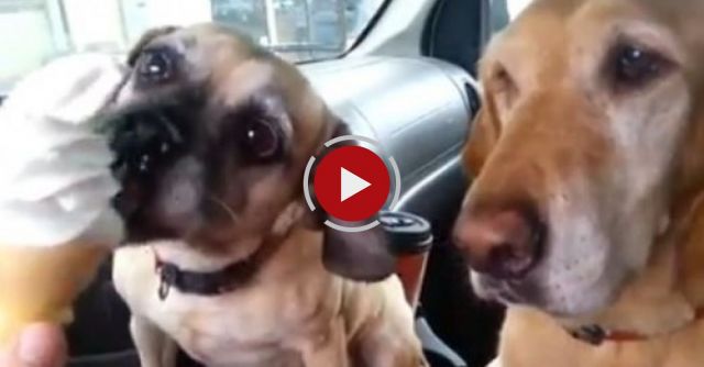 Cooper Loves Ice Cream