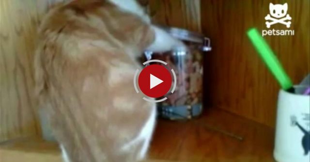 Cat Steals Cookie Only To Be Robbed By Dog