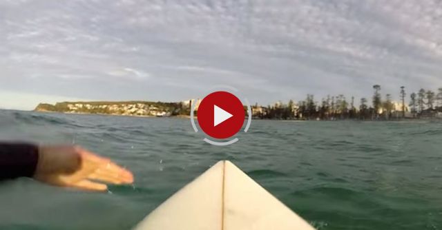 Great White Shark Circles Around Surfer