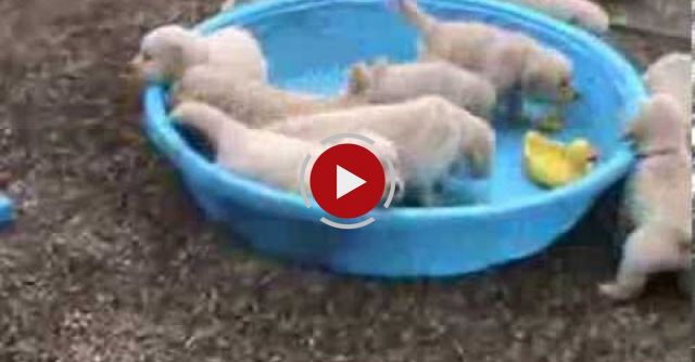 5 Week Old Golden Retriever Puppies Really Mad When Someone Doesn't Fill Their Pool!