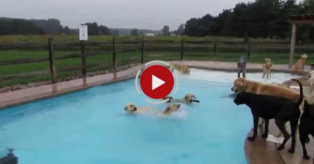 Lucky Puppies Delight In Swimming Pool Pawty