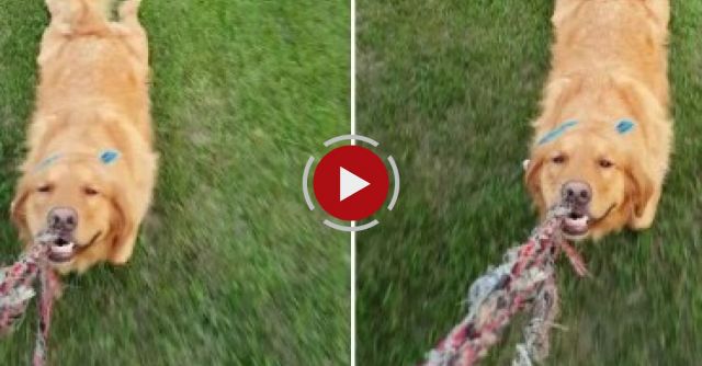 This Is How We Tug Of War!