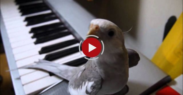 Cockatiel Singing Totoro