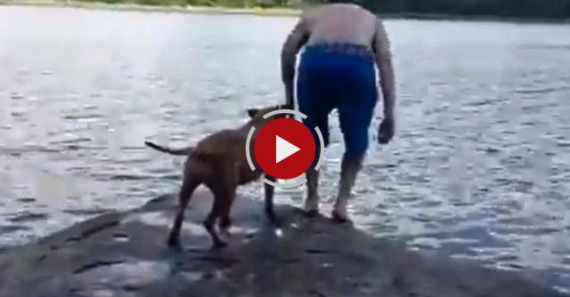 My Pitbull Freaks Out When I Jump In The Lake