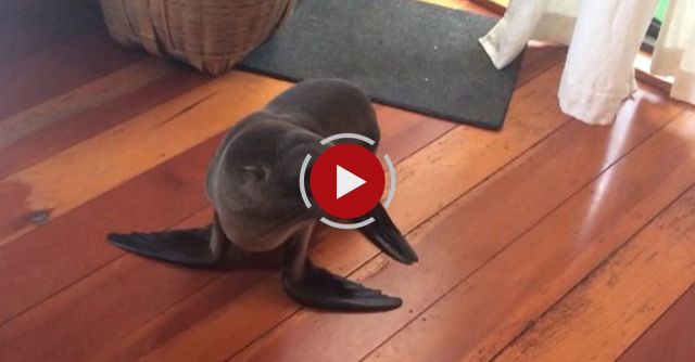 Baby Seal Visitor