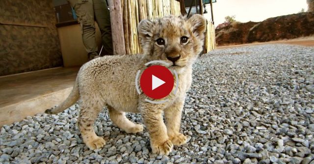 There's A Lion Under My Bed! 