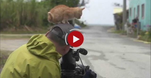 Curiosity Never Killed The Cat...?