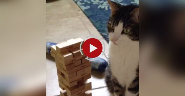 Jenga Cat