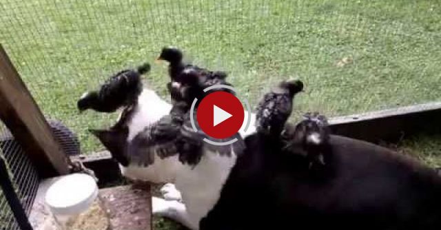 Pitbull And Baby Turkey