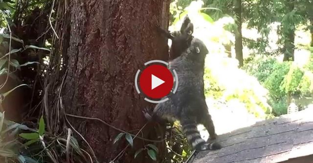 Mother Raccoon Teaches Her Kit How To Climb Tree