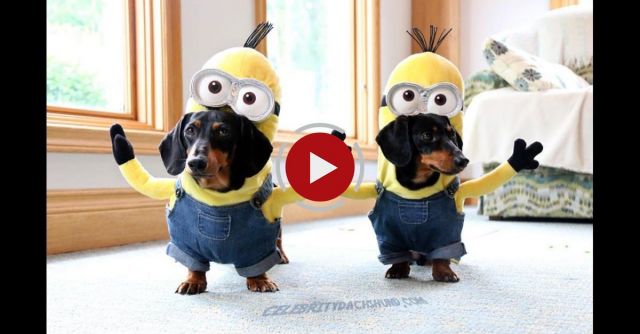 Wiener Dog Minions!!