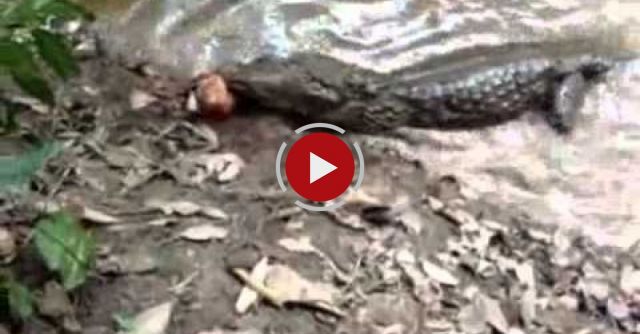 Gator Bites An Electric Eel & Gets Shocked To Death!