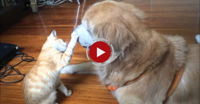 Kitten Growing Up With Dog Best Friend