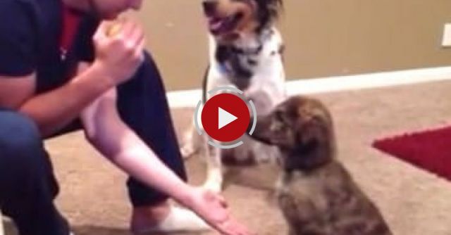 Jealous Dog Interrupts Training