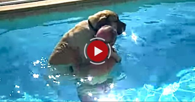 Sampson The English Mastiff Not Sure About Swimming