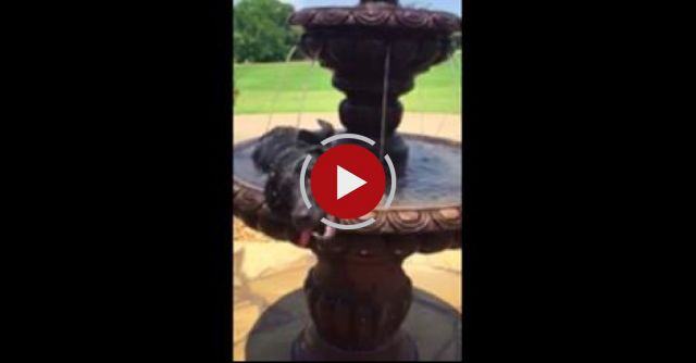 A Dog And A Water Fountain 