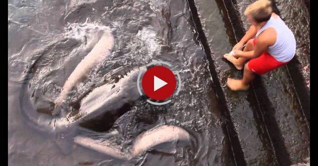 Petting A Manta Ray!