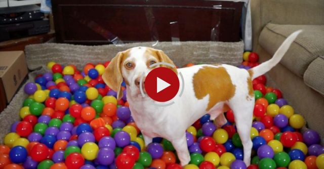 Best Dog Birthday Surprise