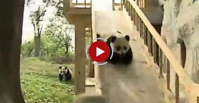 Cute Alert! Cuddly Pandas Line-up To Get On A Slide