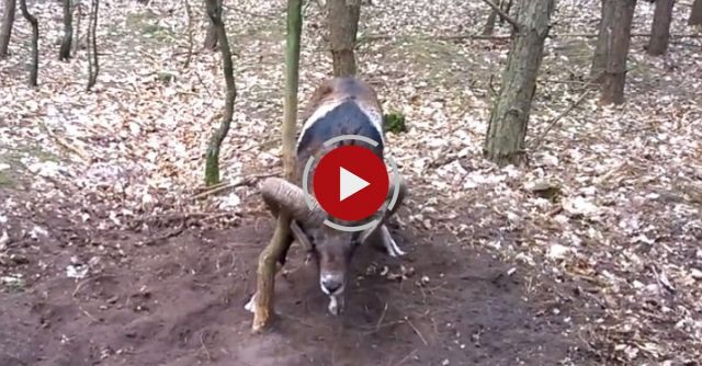 Trapped Mouflon (wild Sheep) Rescued By Jogger