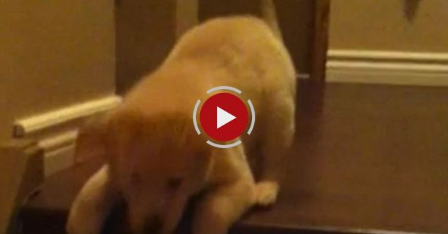 Puppy Teaching Puppy To Go Down Stairs!  