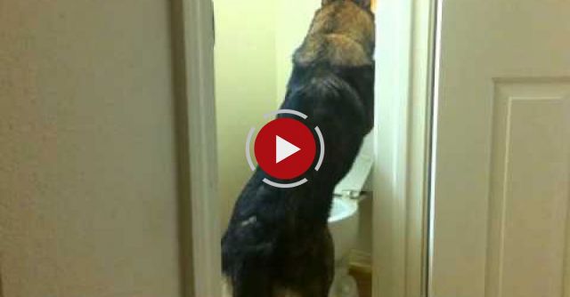 Baron The German Shepherd Using The Toilet!