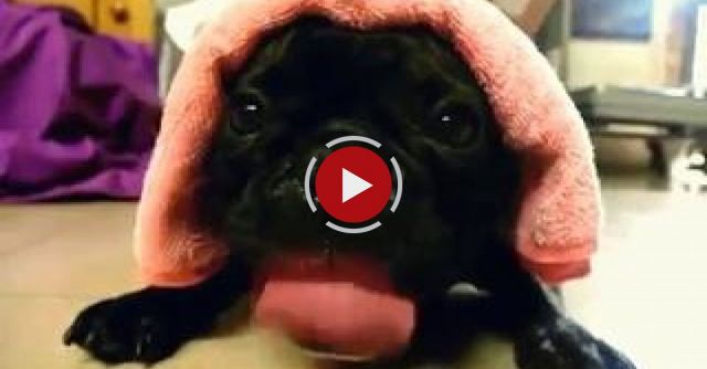 Bulldog Does His Best Impression Of A Diesel Engine