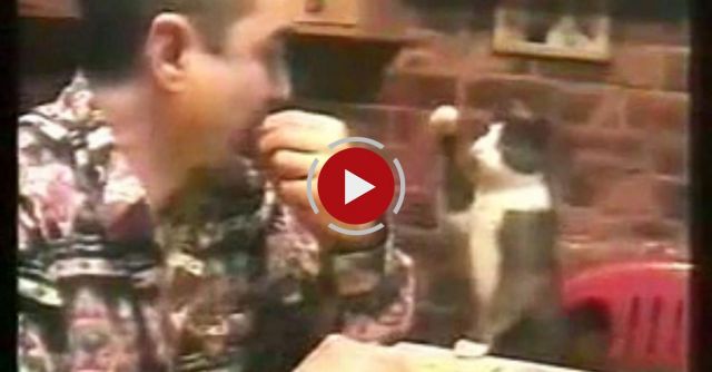 Cat Uses Sign Language To Ask For Food