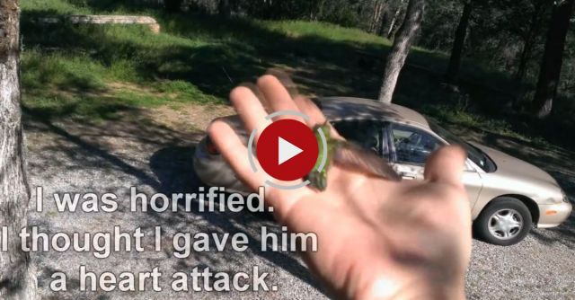 Hummingbird Second Chance 