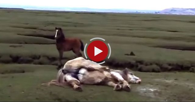 Pony And Foal Rescue