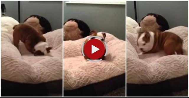 English Bulldog Puppy Loves His New Bed